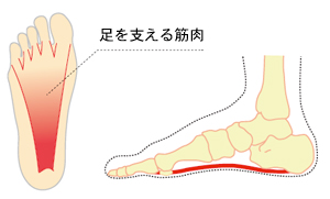 足を支える筋肉