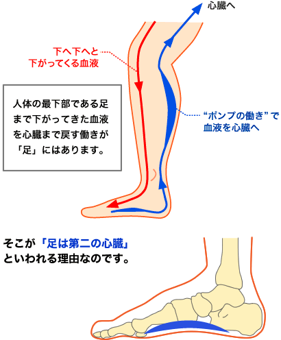 足は第二の心臓