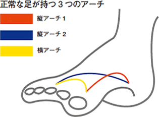 正常な足が持つ3つのアーチ