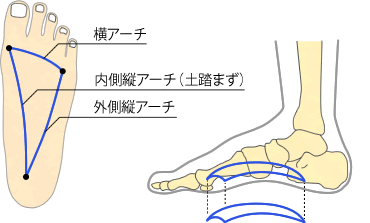 足の3つのアーチ