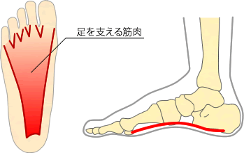 足を支える筋肉